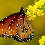 ¿Dónde Viven las Mariposas? Descubre Sus Hábitats y Curiosidades