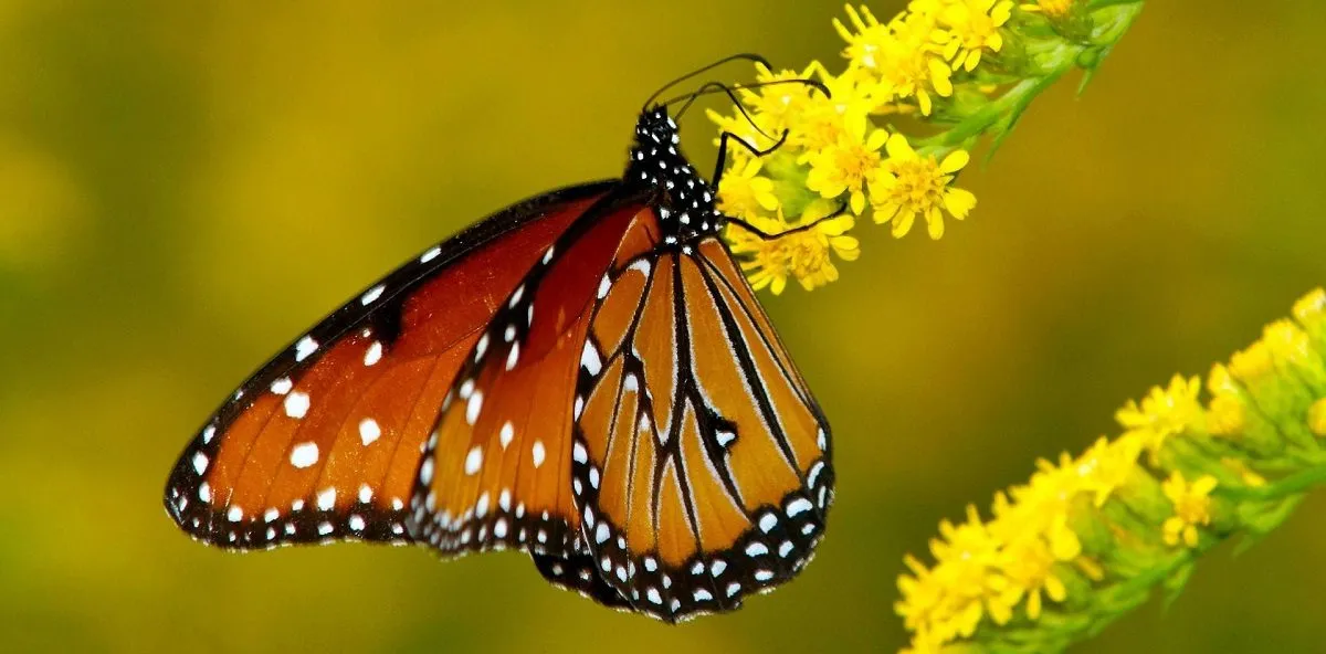 ¿Dónde Viven las Mariposas? Descubre Sus Hábitats y Curiosidades