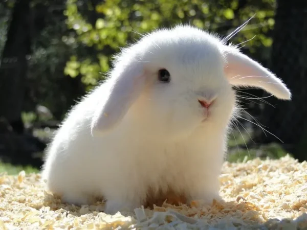 Cómo saber si un conejo es hembra o macho: Guía completa