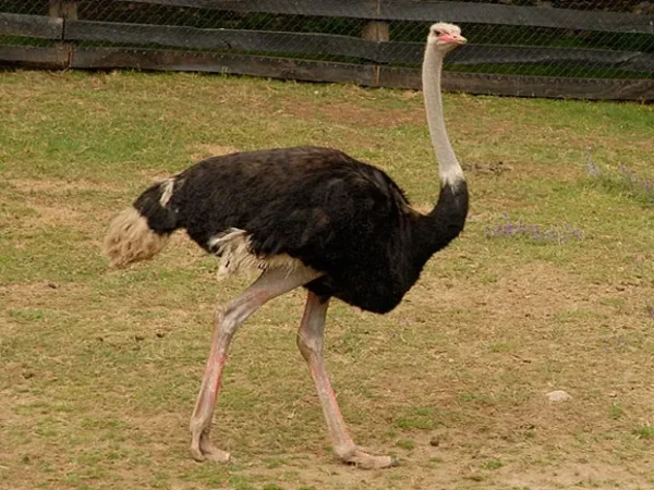 Cómo nace el avestruz: un viaje a través de su biología y hábitat