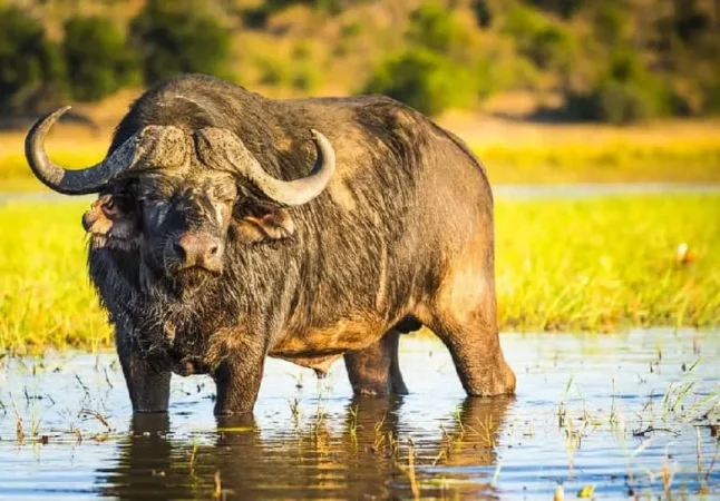 ¿Qué Come el Búfalo? Descubre su Dieta y Hábitos Alimenticios