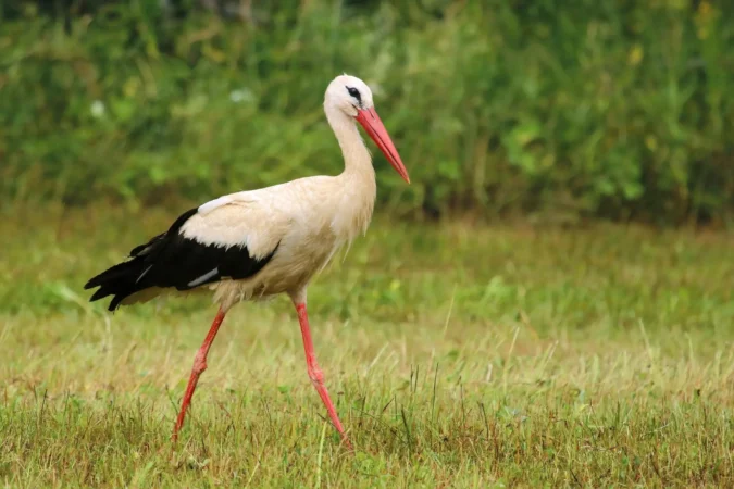 Todo sobre la Cigüeña: Hábitos, Hábitats y Mitos