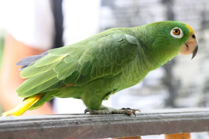 Todo Acerca del Loro: Guía Completa sobre su Cuidado, Hábitos y Más