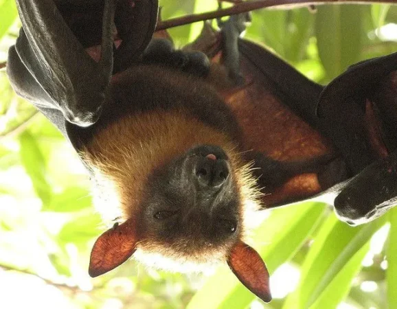 Murciélagos de la fruta: Guardianes de los ecosistemas y polinizadores esenciales